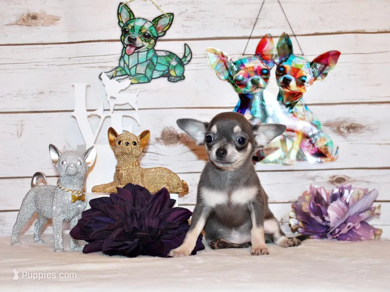 Zazu – Chihuahua puppy for sale in Charleston, AR