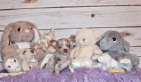 Blakely, a male Chihuahua for sale in Charleston, AR – 4 of 4
