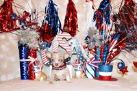Blakely, a male Chihuahua for sale in Charleston, AR – 2 of 4