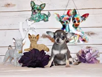 Zazu, a female Chihuahua for sale in Charleston, AR – 2 of 3