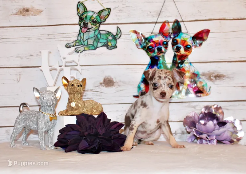 Gretchen – Chihuahua puppy for sale in Charleston, AR