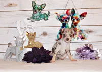 Gretchen, a female Chihuahua for sale in Charleston, AR – 1 of 2