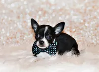 Lucius, a male Chihuahua for sale in Charleston, AR – 4 of 4