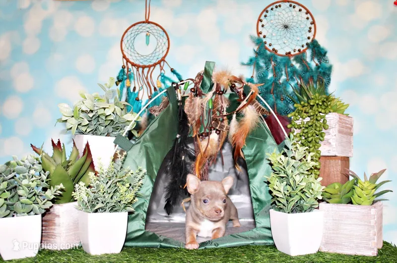 Woof – Chihuahua puppy for sale in Charleston, AR