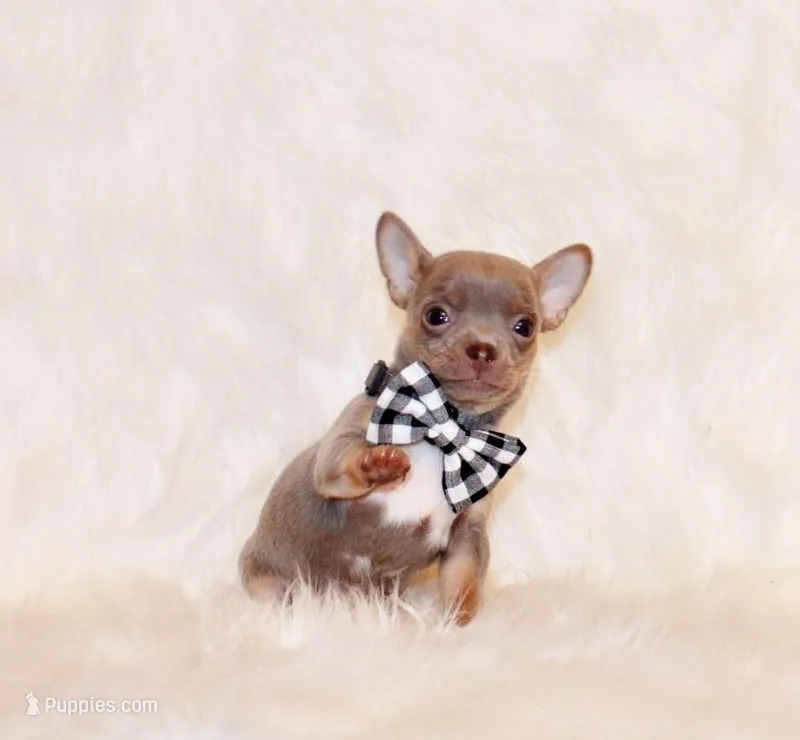 Woof – Chihuahua puppy for sale in Charleston, AR