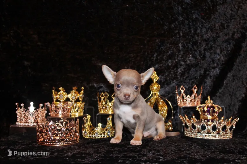 Woof – Chihuahua puppy for sale in Charleston, AR
