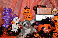 Arlo, a male Chihuahua for sale in Charleston, AR – 3 of 4