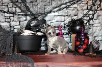 Arlo, a male Chihuahua for sale in Charleston, AR – 2 of 4