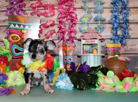 Hawk, a male Chihuahua for sale in Charleston, AR – 2 of 3