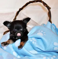 Mack, a male Chihuahua for sale in Charleston, AR – 3 of 4