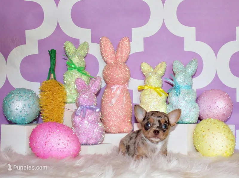 Prima – Chihuahua puppy for sale in Charleston, AR