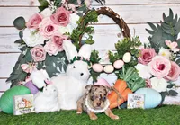 Prima, a female Chihuahua for sale in Charleston, AR – Photo 2 of 2