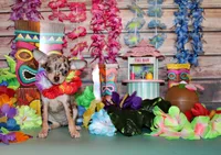 Hazel, a female Chihuahua for sale in Charleston, AR – 2 of 3