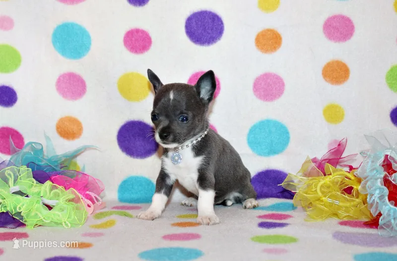 Pixie – Chihuahua puppy for sale in Charleston, AR