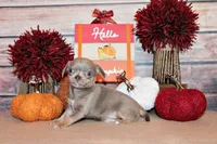 Rafferty, a male Chihuahua for sale in Charleston, AR – 2 of 3
