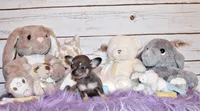 Zazu, a female Chihuahua for sale in Charleston, AR – 4 of 5