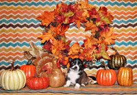 Salem, a male Chihuahua for sale in Charleston, AR – Photo 2 of 2