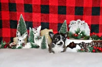 Salem, a male Chihuahua for sale in Charleston, AR – Photo 1 of 2