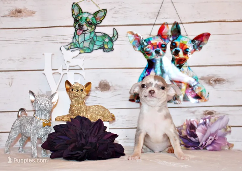 Dover – Chihuahua puppy for sale in Charleston, AR