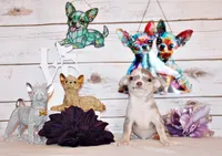 Dover, a male Chihuahua for sale in Charleston, AR – 1 of 4