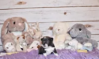 Fergie, a female Chihuahua for sale in Charleston, AR – 3 of 3