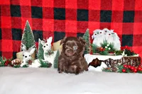 Whistler, a male Chihuahua for sale in Charleston, AR – Photo 1 of 2