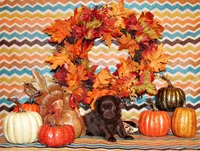 Whistler, a male Chihuahua for sale in Charleston, AR – Photo 2 of 2