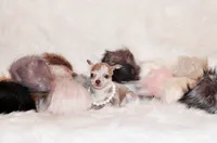 Dodi, a female Chihuahua for sale in Charleston, AR – 5 of 5