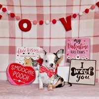 Jazz, a male Chihuahua for sale in Charleston, AR – Photo 2 of 2