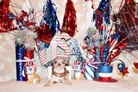 Guinevere, a female Chihuahua for sale in Charleston, AR – 3 of 3
