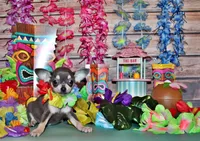 Zazu, a female Chihuahua for sale in Charleston, AR – 3 of 3