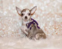 Dodi, a female Chihuahua for sale in Charleston, AR – 2 of 5