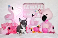 Oscar, a male Chihuahua for sale in Charleston, AR – 4 of 5