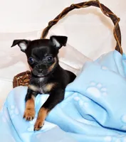 Nero, a male Chihuahua for sale in Charleston, AR – 3 of 5