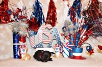 Gilley, a male Chihuahua for sale in Charleston, AR – 2 of 2