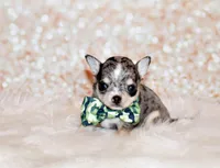 Odin, a male Chihuahua for sale in Charleston, AR – 5 of 5