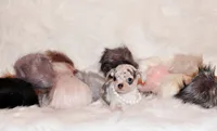 Demi, a female Chihuahua for sale in Charleston, AR – 3 of 4