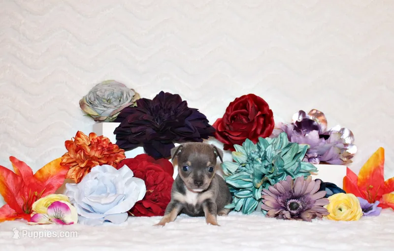 Ysabella – Chihuahua puppy for sale in Charleston, AR