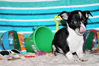 Lucius, a male Chihuahua for sale in Charleston, AR – 2 of 4