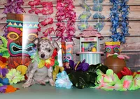 Hector, a male Chihuahua for sale in Charleston, AR – 2 of 3