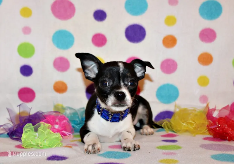 Lucius – Chihuahua puppy for sale in Charleston, AR