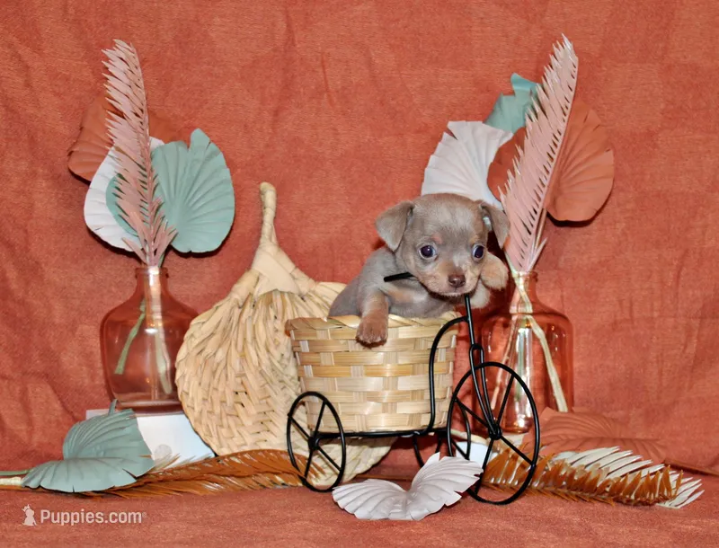 Yoda – Chihuahua puppy for sale in Charleston, AR