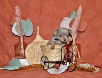 Yoda, a male Chihuahua for sale in Charleston, AR – 1 of 2