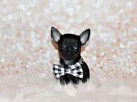 Lionel, a male Chihuahua for sale in Charleston, AR – 4 of 5