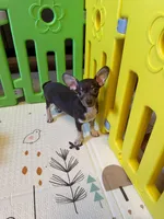 Remus, a male Chihuahua for sale in Charleston, AR – 9 of 10