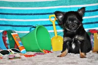 Mack, a male Chihuahua for sale in Charleston, AR – 2 of 4