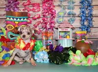 Guinevere, a female Chihuahua for sale in Charleston, AR – 2 of 3