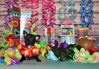 Kincaid, a male Chihuahua for sale in Charleston, AR – 4 of 4
