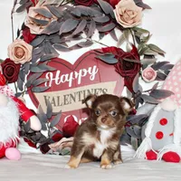 Holly, a female Chihuahua for sale in Charleston, AR – Photo 1 of 2