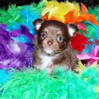 Holly, a female Chihuahua for sale in Charleston, AR – Photo 2 of 2